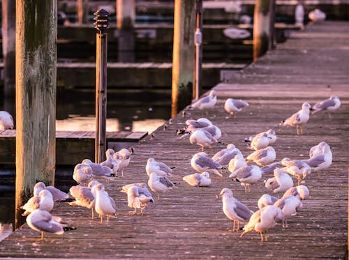 Безкоштовне стокове фото на тему «берег, дерев'яний причал, морських птахів»