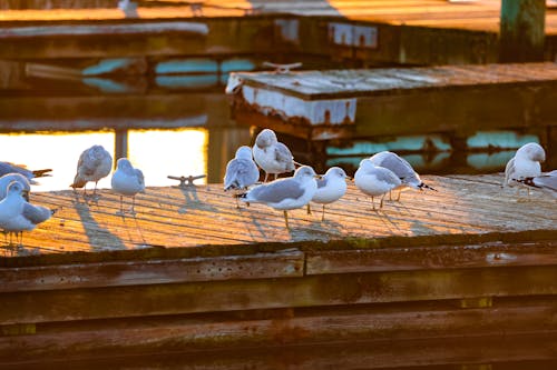 Gratis stockfoto met aviaire, dieren in het wild, h2o