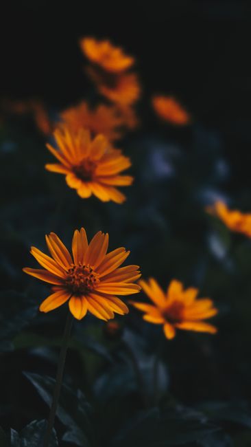 Close-up of vibrant yellow daisies blooming against a dark background, creating a striking contrast.