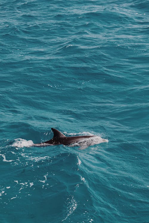Gratuit Imagine de stoc gratuită din animal, delfin, faună sălbatică Fotografie de stoc