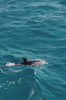 A dolphin gracefully glides through the vibrant blue waters of Hurghada, Egypt. by Laura  Meinhardt