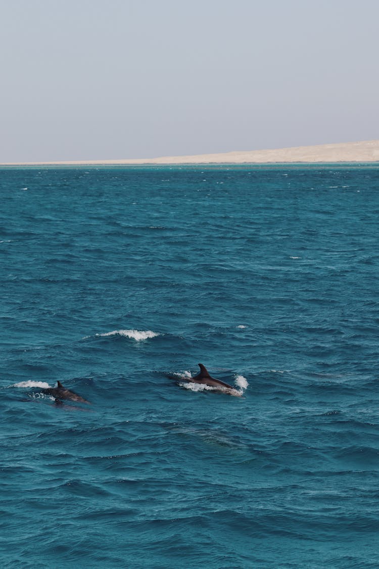 Dolphins On Blue Water