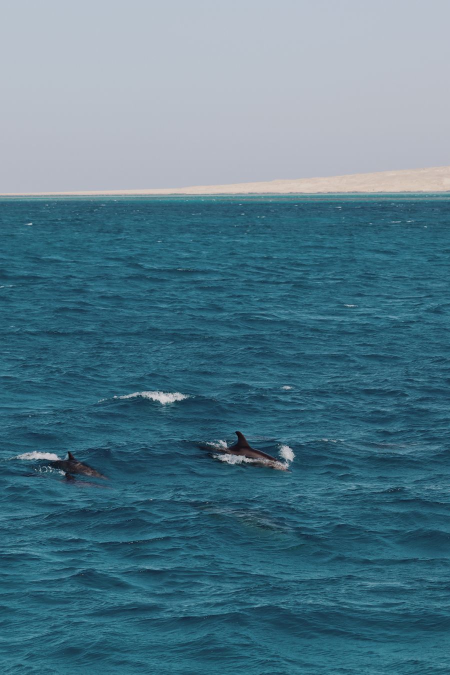 A pod of dolphins playing in the Red Sea