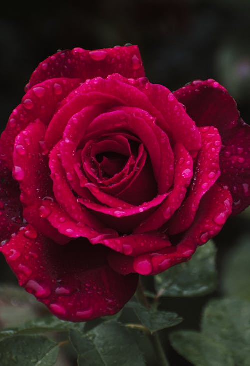 A Rose With Water Droplets 