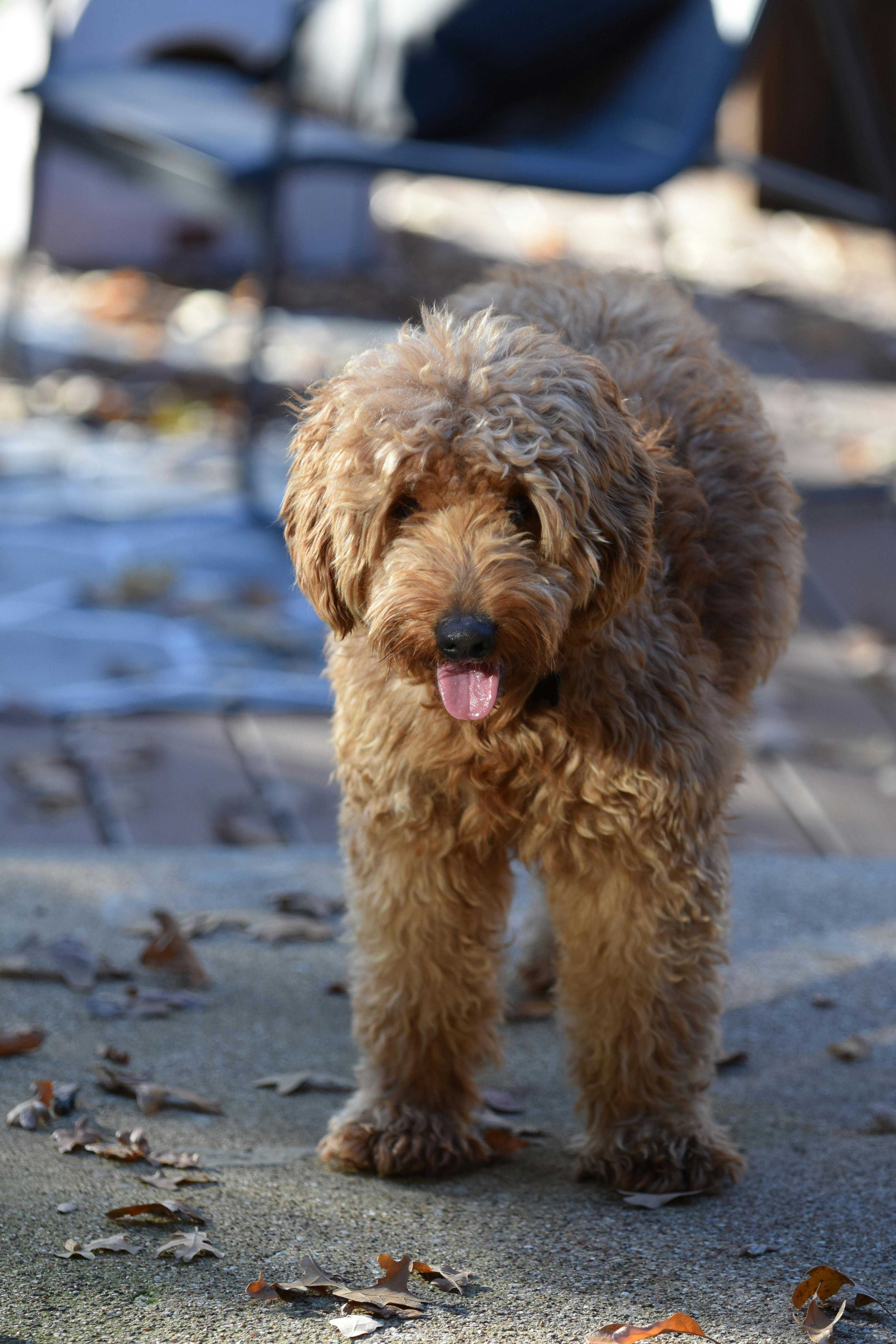 Poodle in Snow · Free Stock Photo