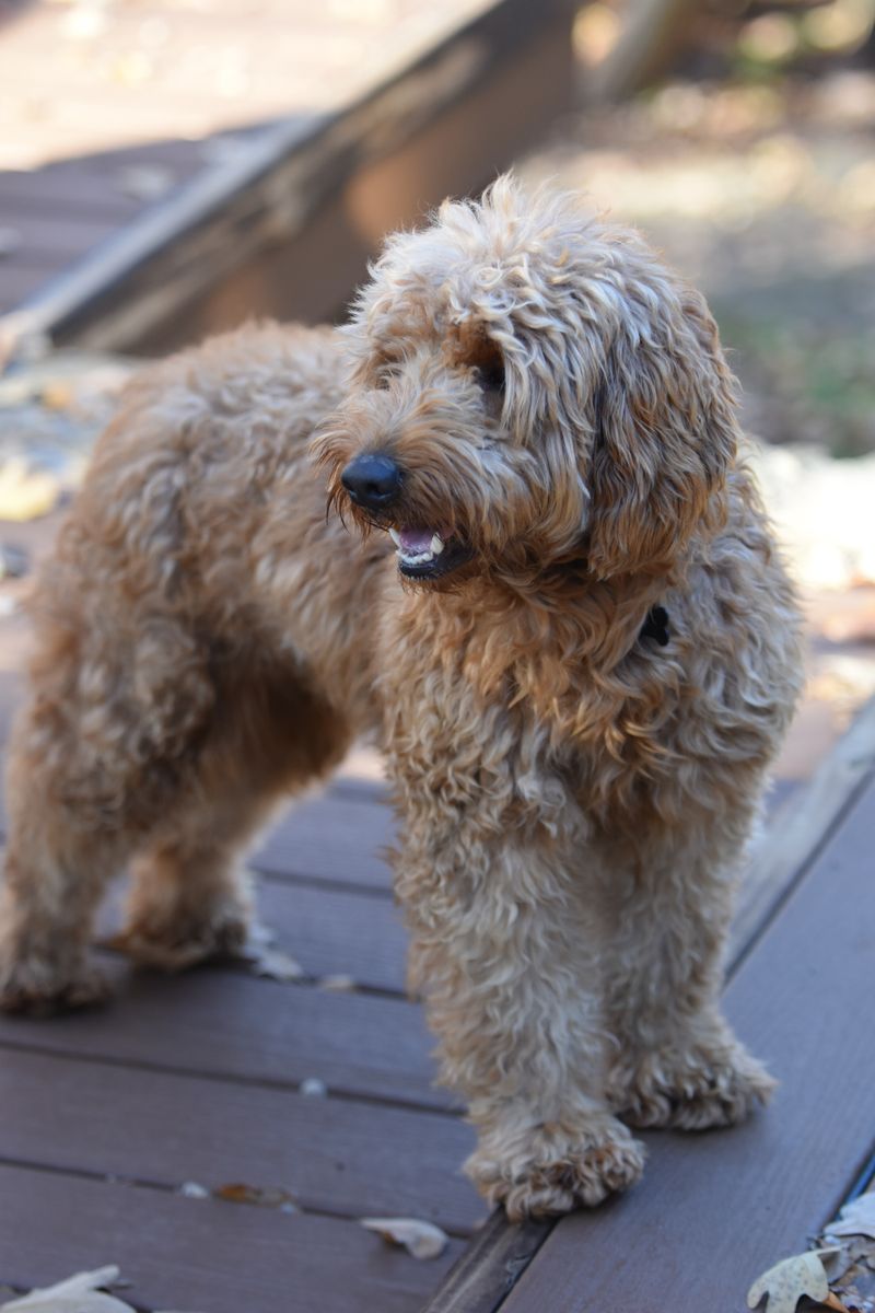 Tilly - photo 1