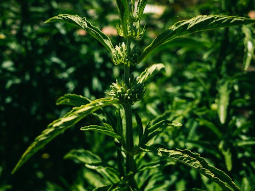 Бесплатное стоковое фото с Зеленое растение, зеленые листья, крупный план