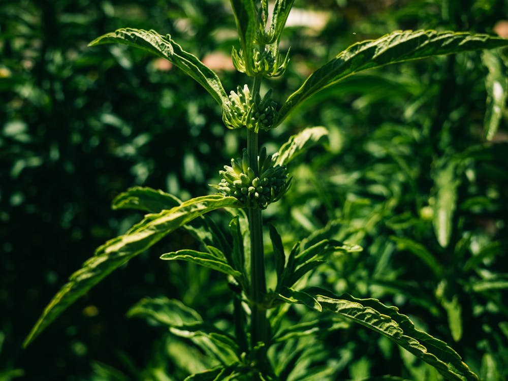 Close-Up Shot of Green Leaves 