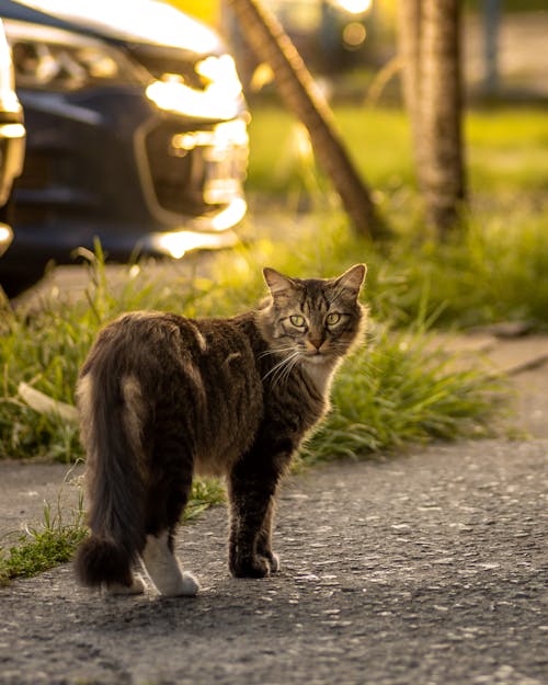 Ilmainen kuvapankkikuva tunnisteilla eläin, eläinkuvaus, kissa