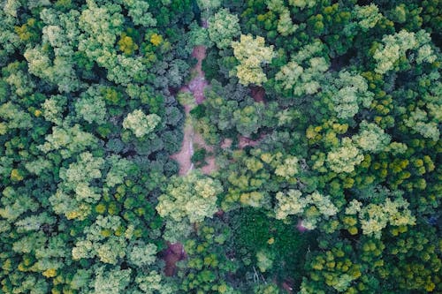 Foto d'estoc gratuïta de arbres verds, bosc, foto des d'un dron