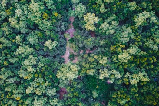 Aerial view of a vibrant green forest in Chukai, Terengganu, Malaysia, revealing lush treetops.