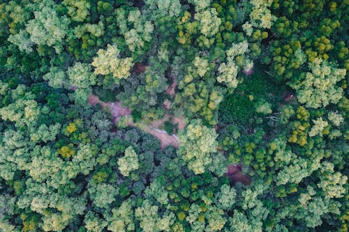 Green Trees in Forest