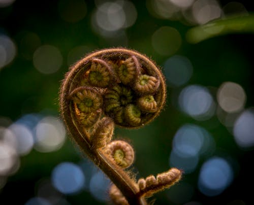 Základová fotografie zdarma na téma bokeh, botanický, fiddlehead