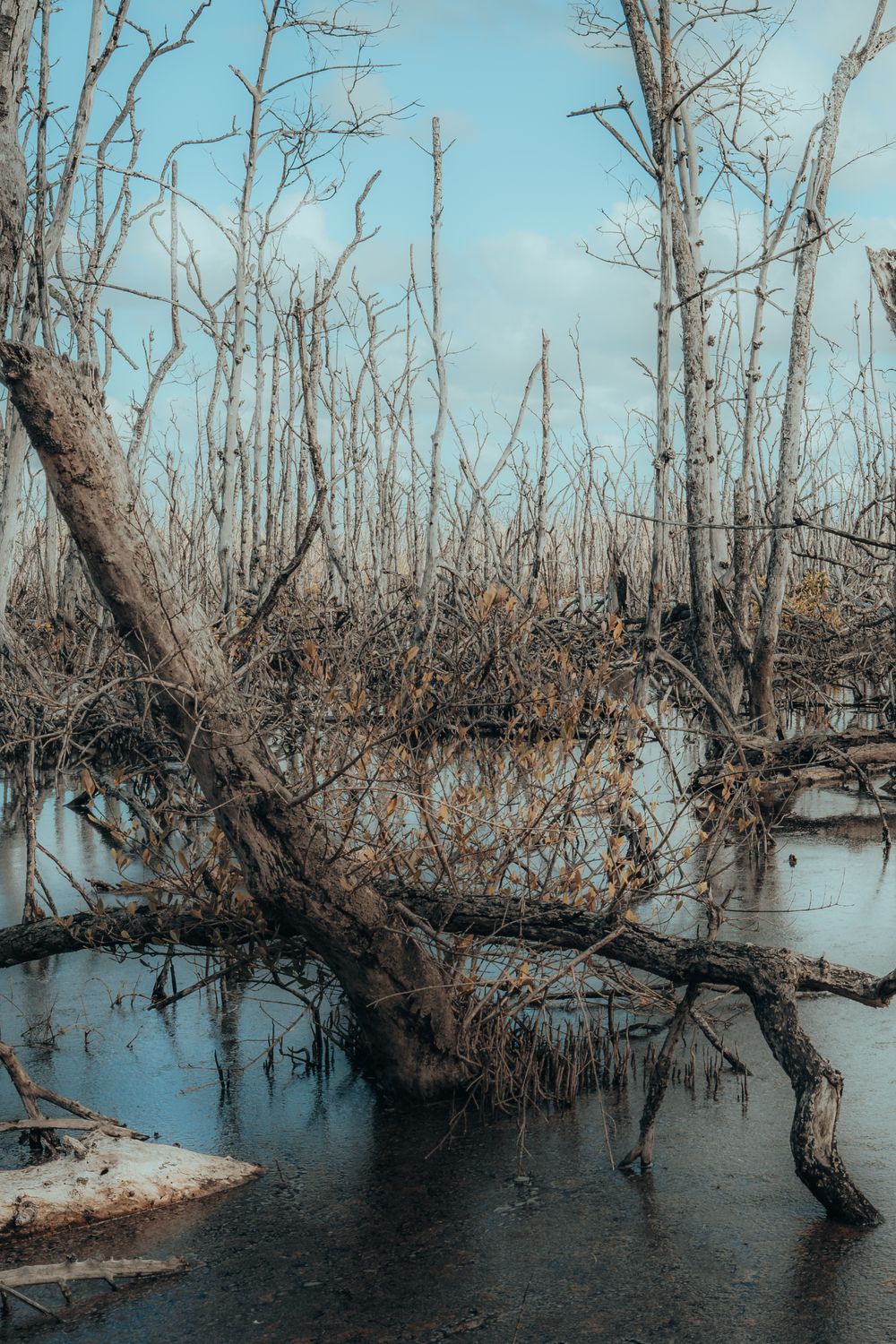 Tree Trunk and Branches on the Lake · Free Stock Photo