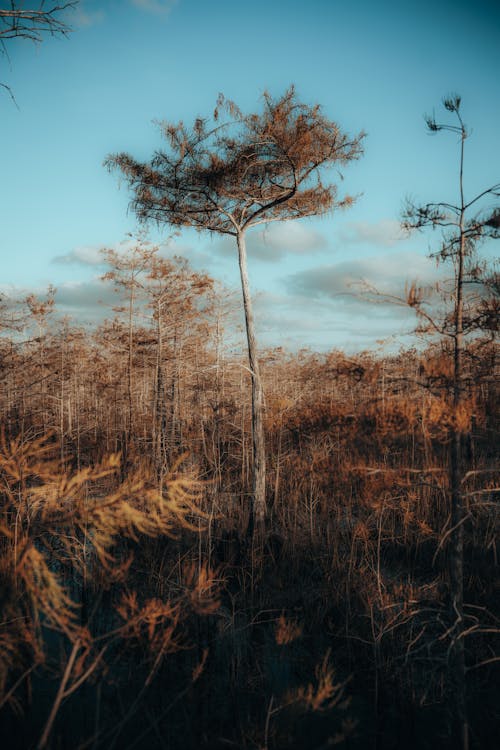 Foto profissional grátis de céu azul, declínio, floresta