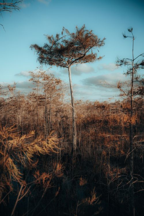 Free A unique tall tree standing out in a serene autumn forest under a vibrant blue sky. Stock Photo