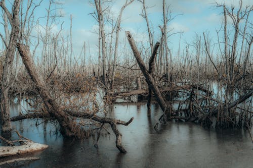 Бесплатное стоковое фото с безлистные, деревья, озеро