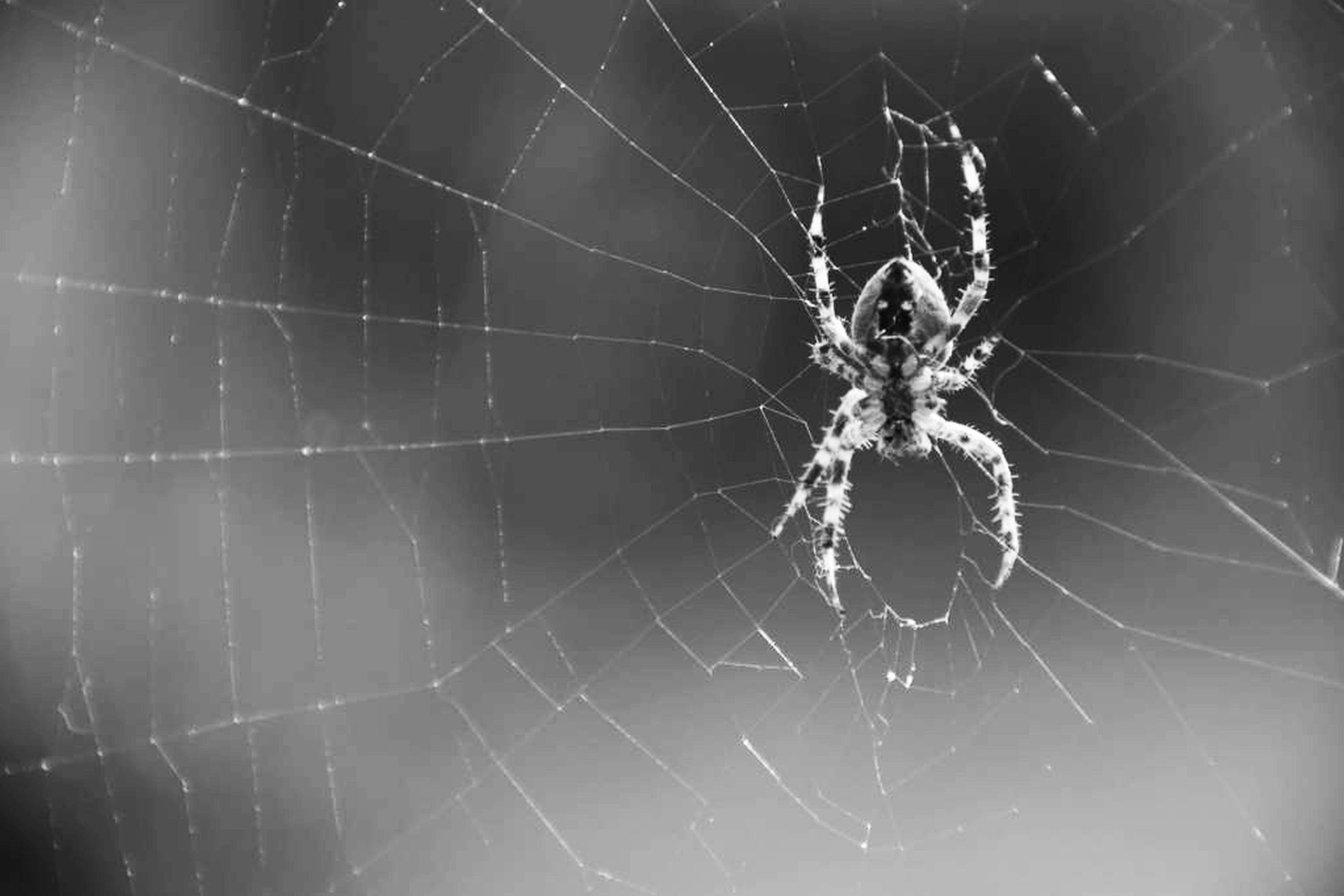 Free stock photo of animal photography, black and white, spider