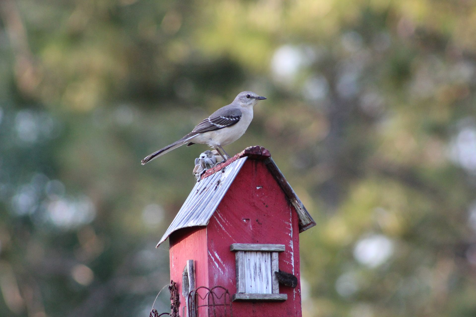A northern mockingbird perched on a red rustic birdhouse with a blurred nature background.