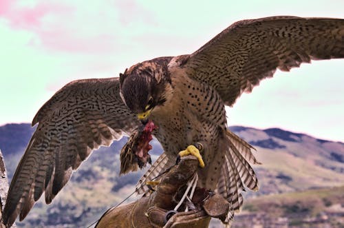 Free stock photo of falcon in flight