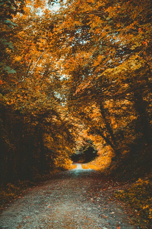 無料 茶色の葉の木の間の空の経路 写真素材