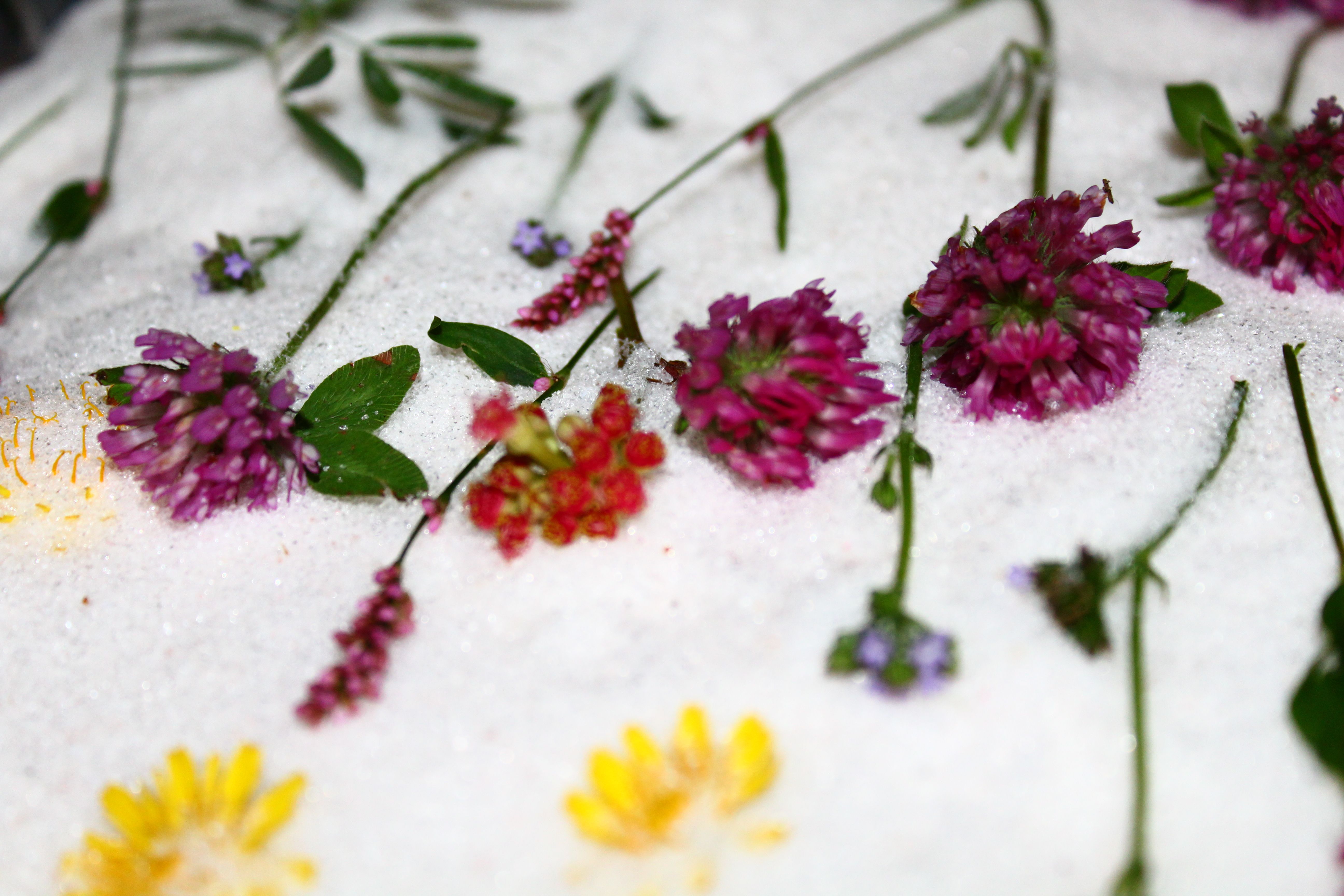 Close-up of Picked Colorful Wildflowers · Free Stock Photo
