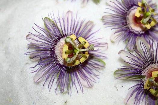 Close-up Photo of Passiflora Flowers