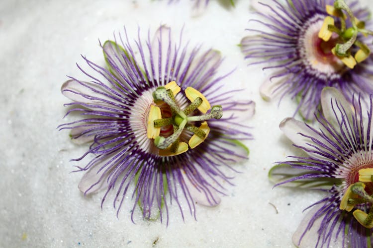 Close-up Photo Of Passiflora Flowers