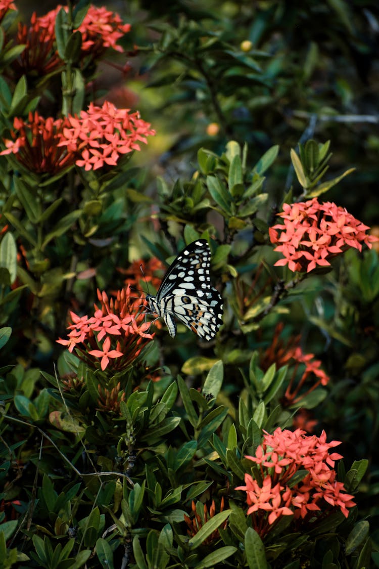 Butterfly Among Flowers