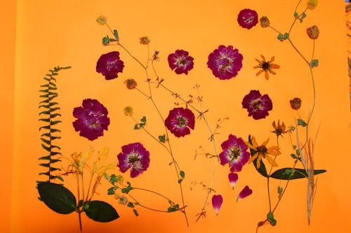 Darmowe zdjęcie z galerii z dekoracja, fioletowe kwiaty, flora