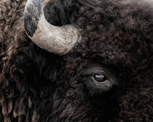 Close Up Shot of a Buffalo