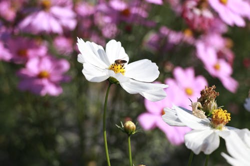 Bees on White Flowers in a Garden 