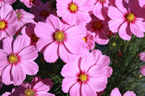 Pink Flowers in a Garden 