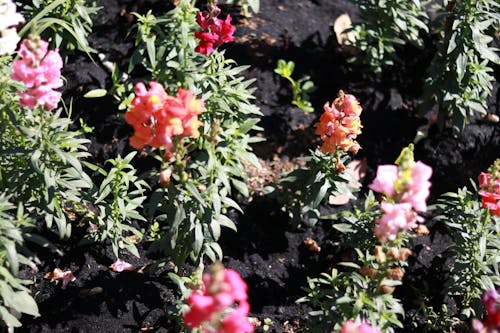 Gratis lagerfoto af naturlig, smuk blomst