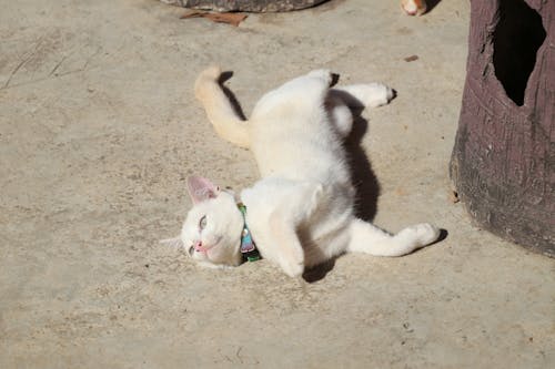 kahverengi kedi, kedi sever, pisi içeren Ücretsiz stok fotoğraf