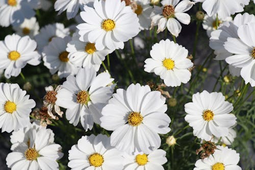 Gratis lagerfoto af blomst landbrug, gård, myre