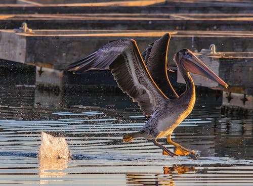 Bezpłatne Darmowe zdjęcie z galerii z brązowy pelikan, dziób, latanie Zdjęcie z galerii