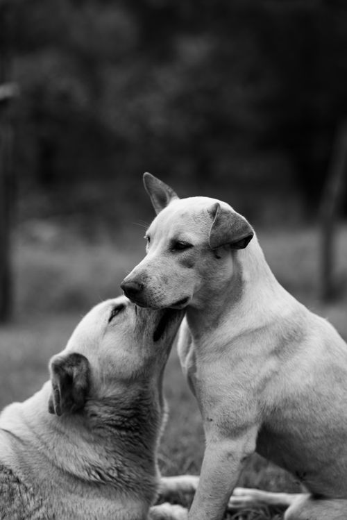 Free Two affectionate dogs share a tender moment in this black and white photograph, capturing their playful bond outdoors. Stock Photo