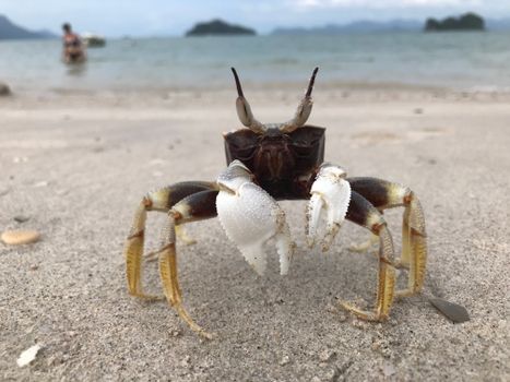 Close-up of a ghost crab on a sandy beach in Penang, Malaysia, highlighting its unique features.