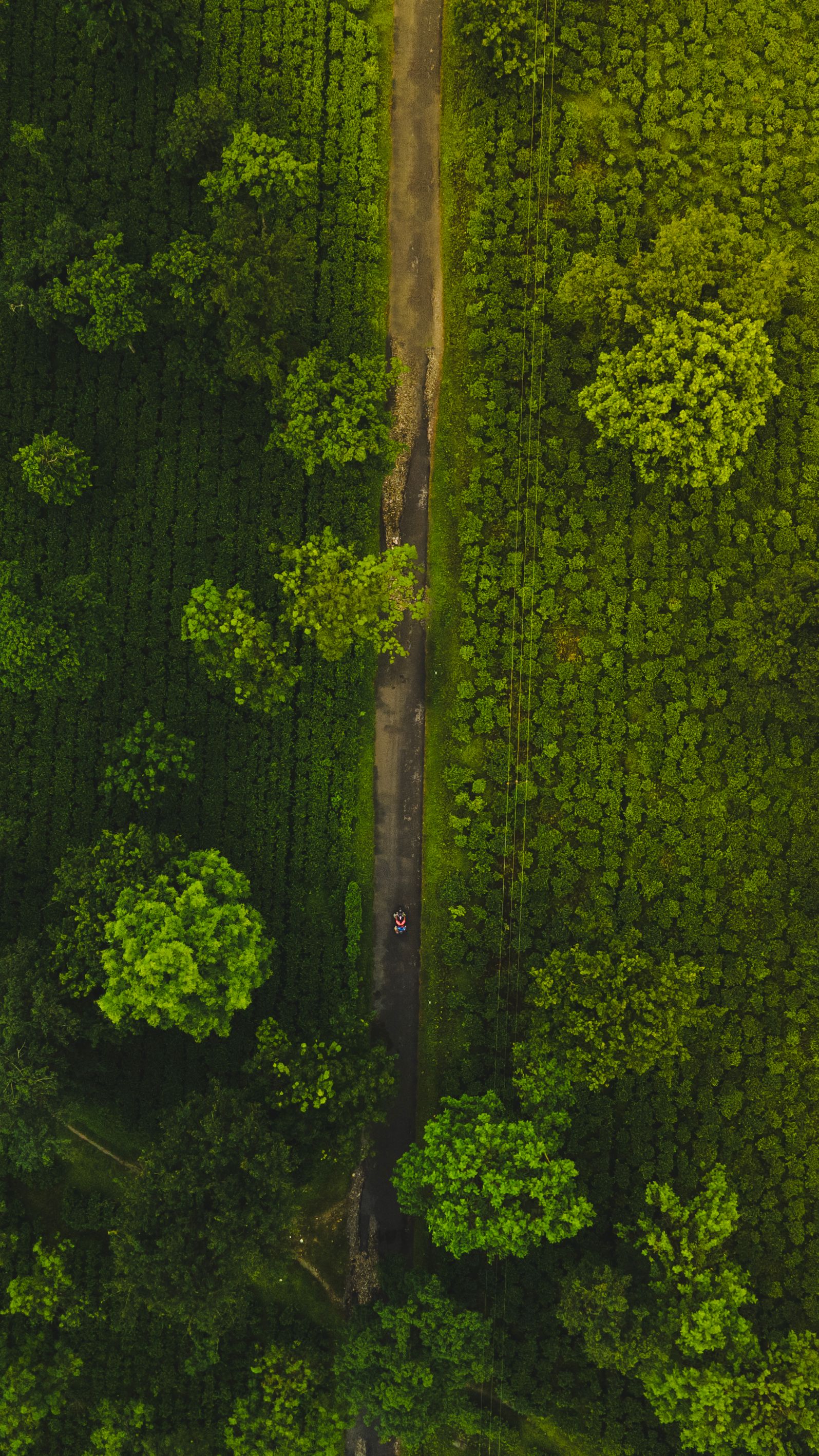 Looking straight down on a North Bengal tea garden, shade tree crowns rising over the bushes beside a narrow track