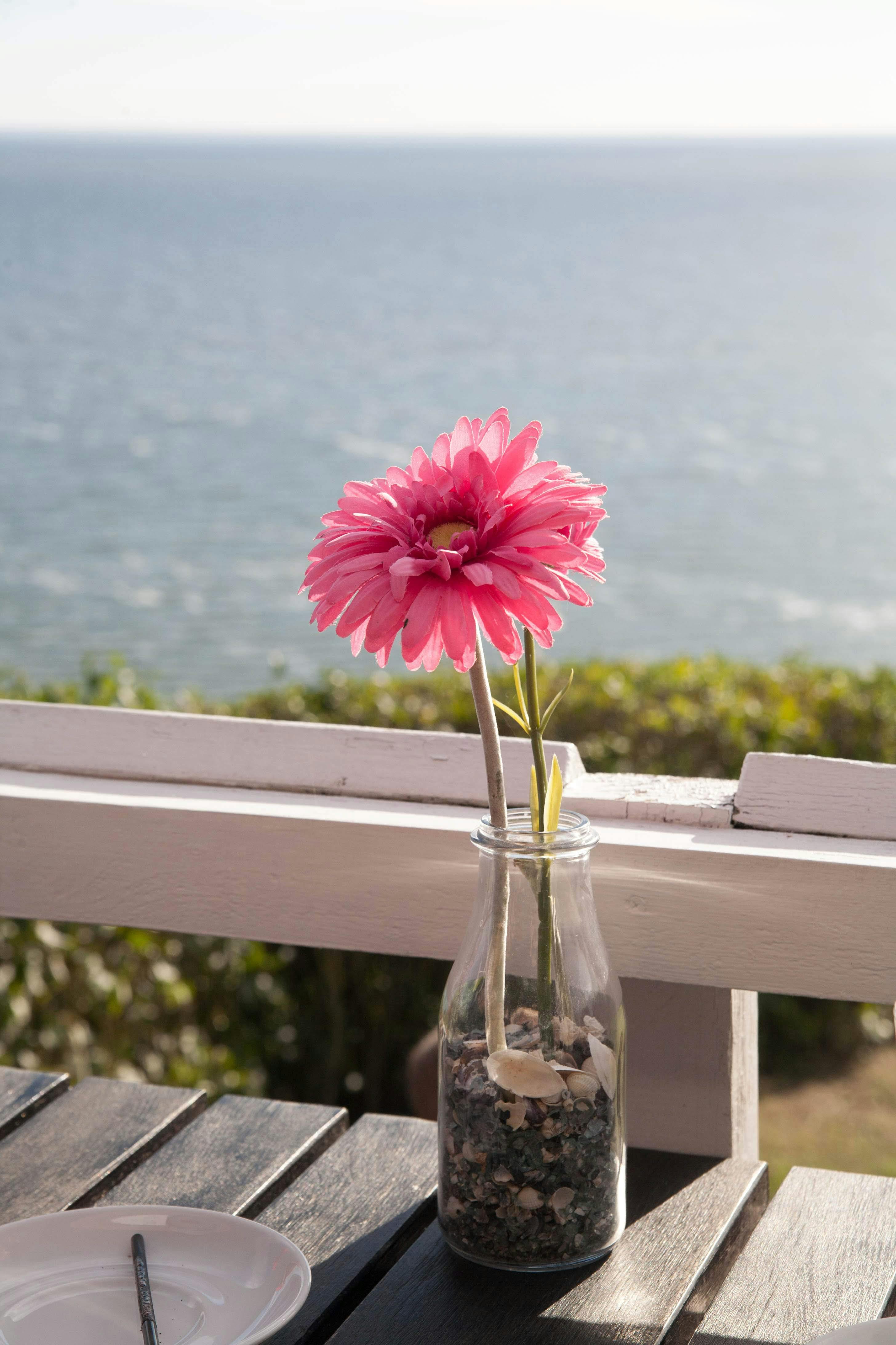 Free stock photo of flower, flower on seaside, pink flower