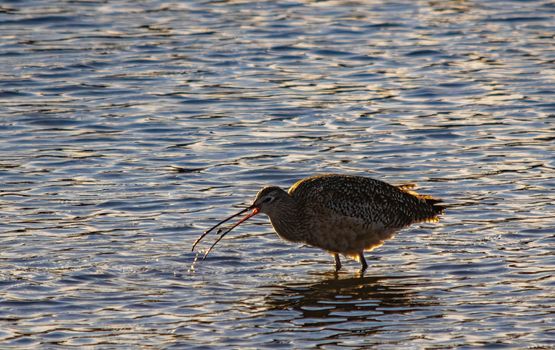 Photograph of a Curlew