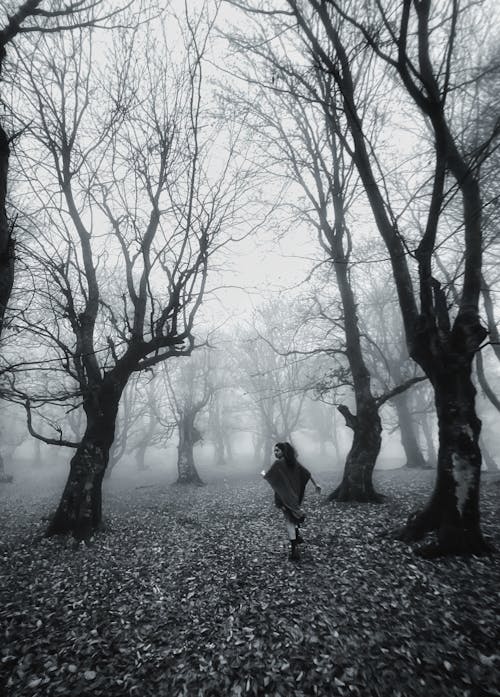 Foto d'estoc gratuïta de amb boira, arbres nus, arbres sense fulles