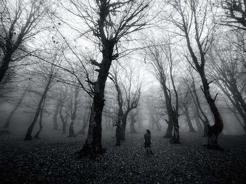 Foto d'estoc gratuïta de amb boira, arbres nus, blanc i negre