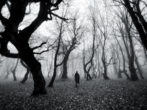 Black and White Photography of a Person Walking Alone in the Woods