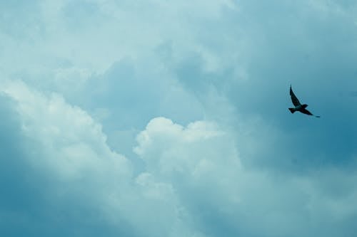 云中的鸟, 蓝云, 雲 的 免费素材图片