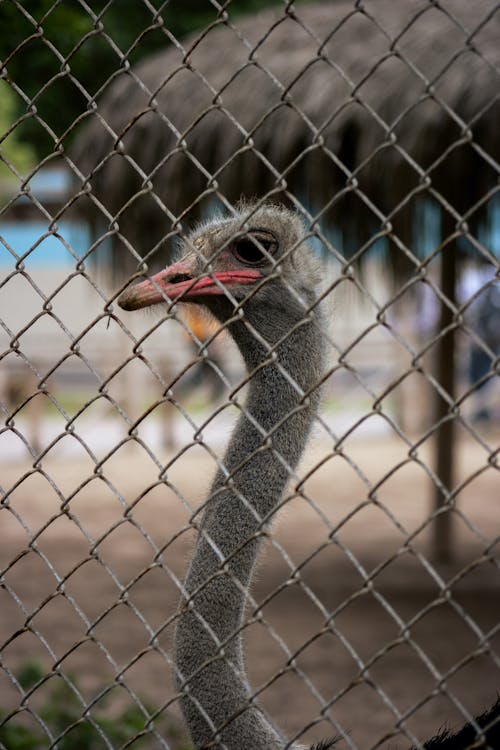 An Ostrich behind a Metal Fence