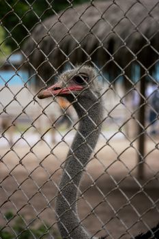 Close view of an ostrich behind a metal fence, showcasing its unique features.