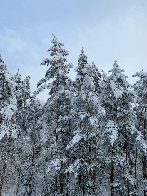 Foto profissional grátis de árvores, coberto de neve, com frio