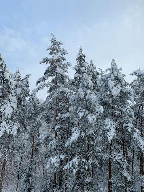 Imagine de stoc gratuită din acoperit de zăpadă, arbori, congelat